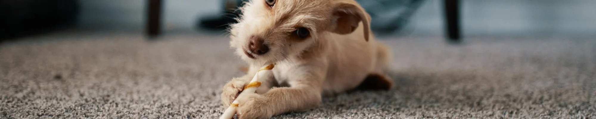 Dog on a pet friendly carpet