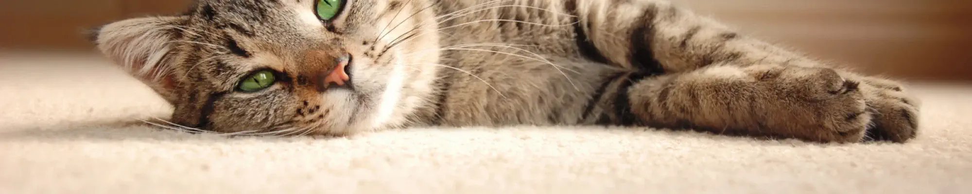 Cat laying on cozy pet friendly carpet in NJ