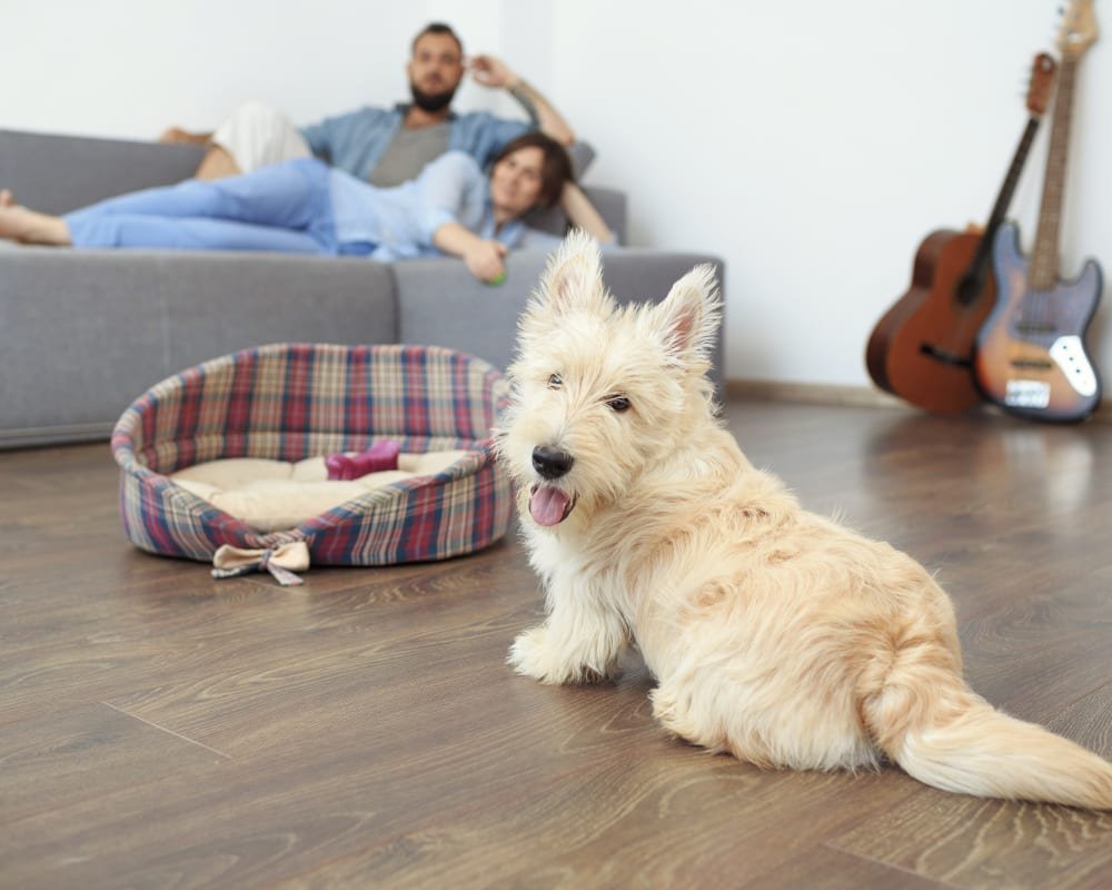 Get to know your Philadelphia, PA area flooring experts